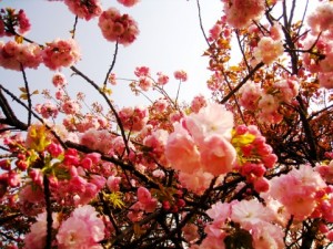 造幣局桜